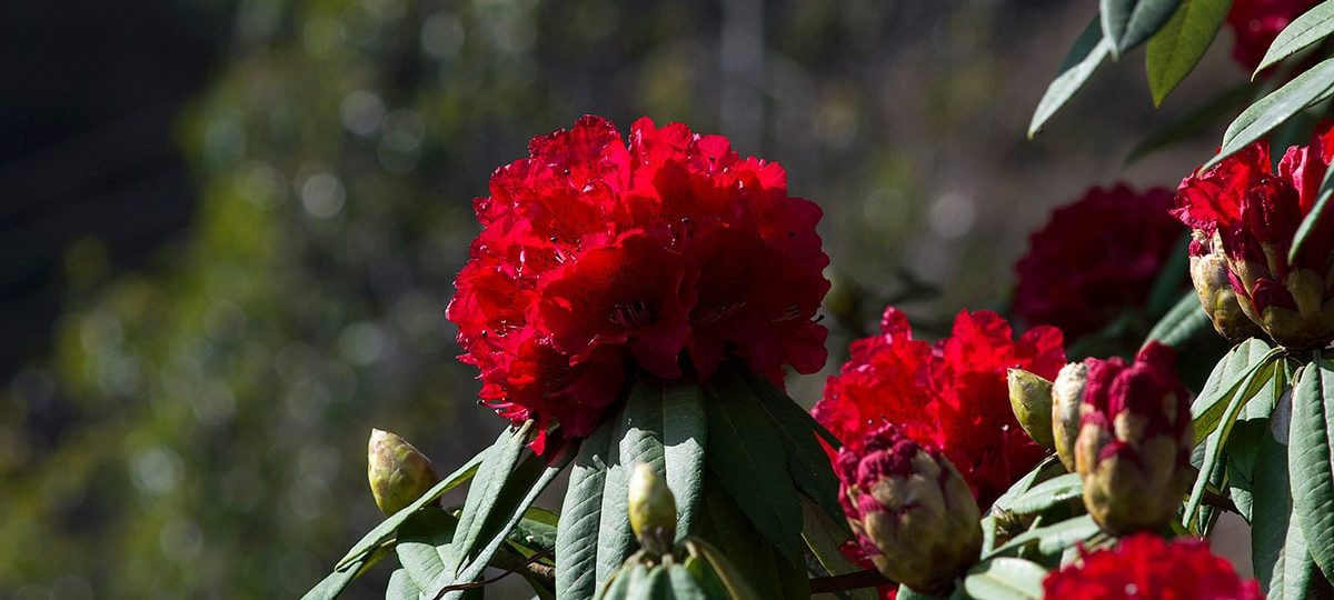 Image gallery