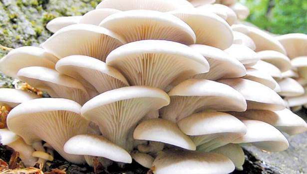 व्यावसायिक च्याउ खेतीले फेरियो रामनाथको पहिचान
