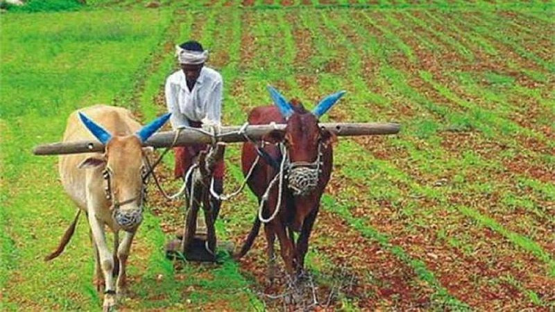 परम्परागत शैलीलाई व्यावसायिकतामा ढाल्दै किसान