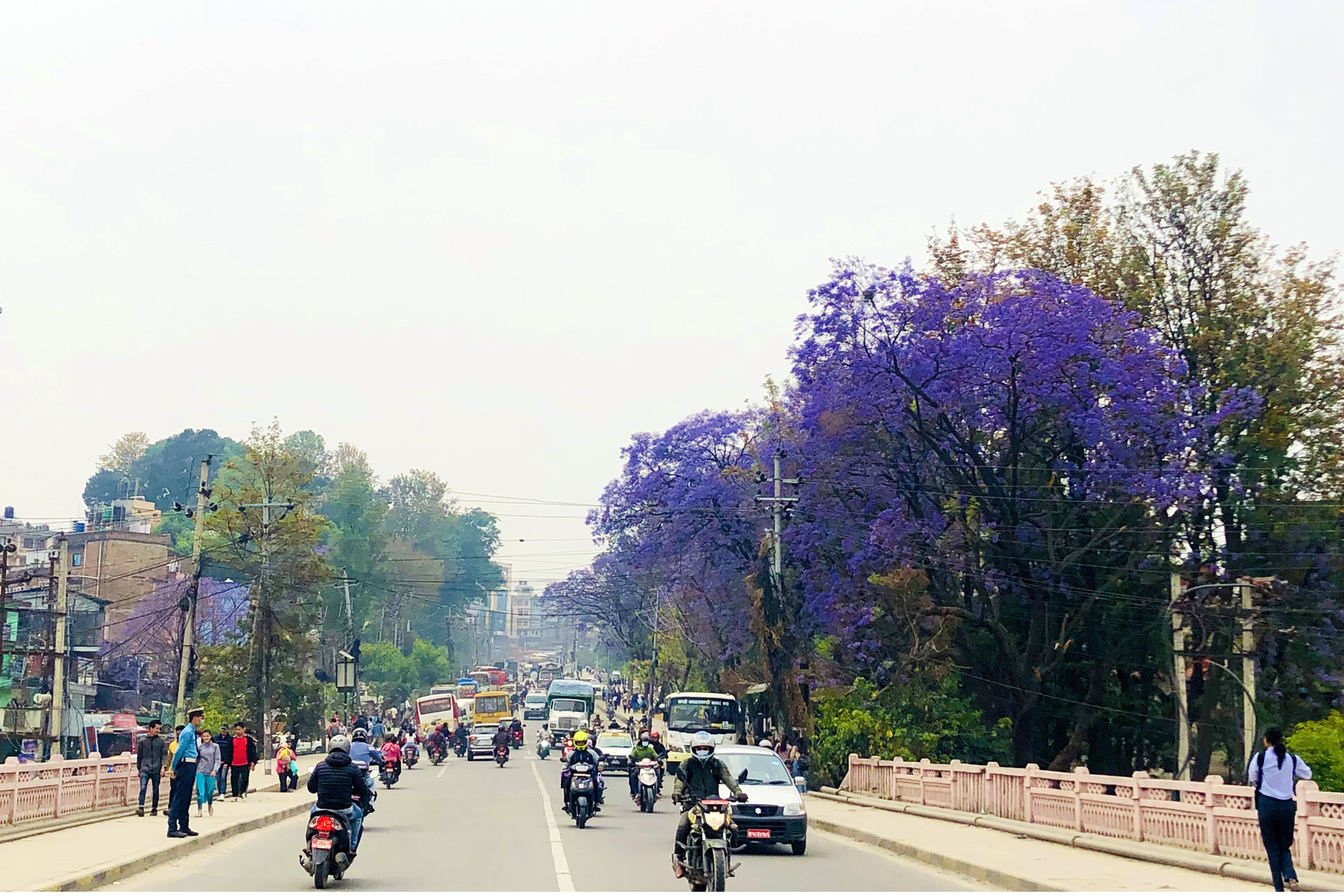 ज्याकाराण्डा फूल