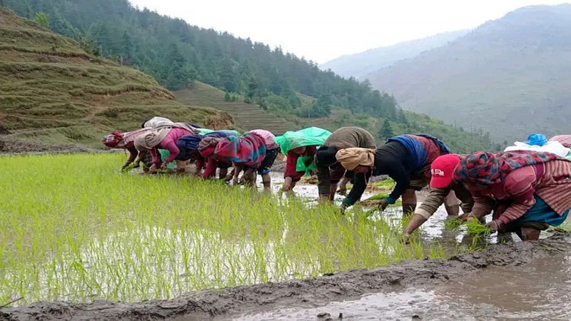 छुमचौरमा मार्सी धान रोपाइँ,किसानलाई भ्याइनभ्याइ