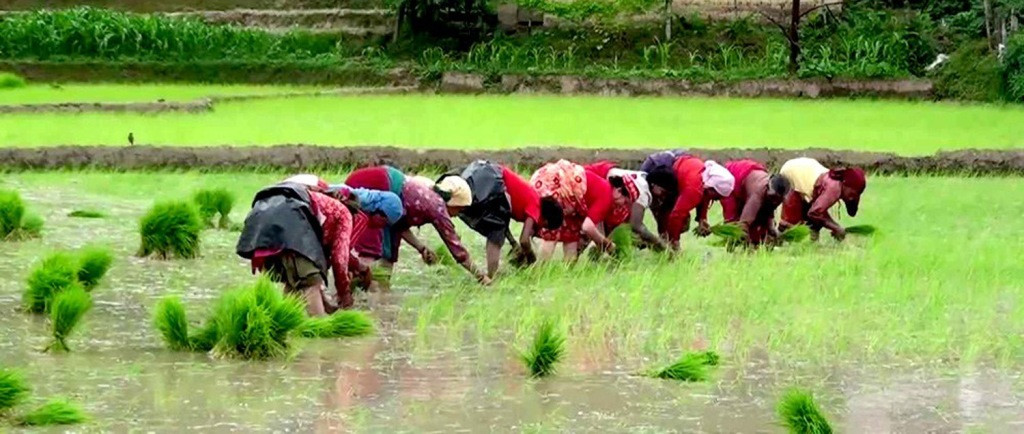 देशभर हालसम्म करिब ५० प्रतिशत धान रोपाइँ सम्पन्न,बढी सुदूरपश्चिममा ८७ प्रतिशत रोपाइँ