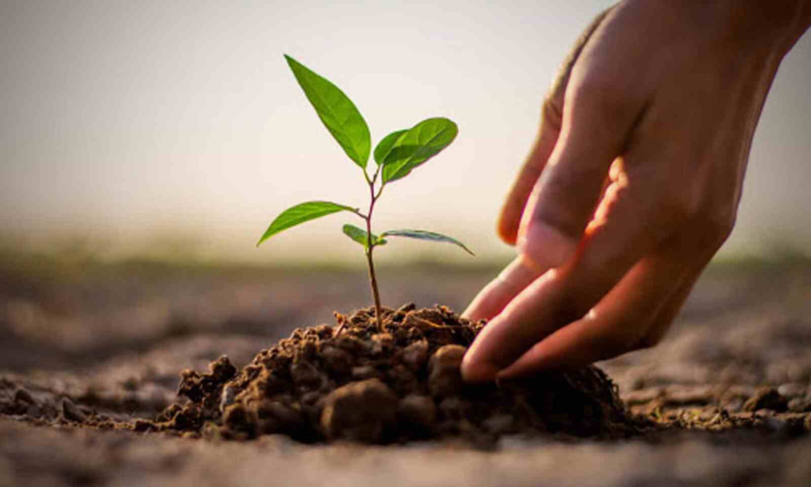 गोरखामा ९० हजार बिरुवा निःशुल्क वितरण गरिँदै