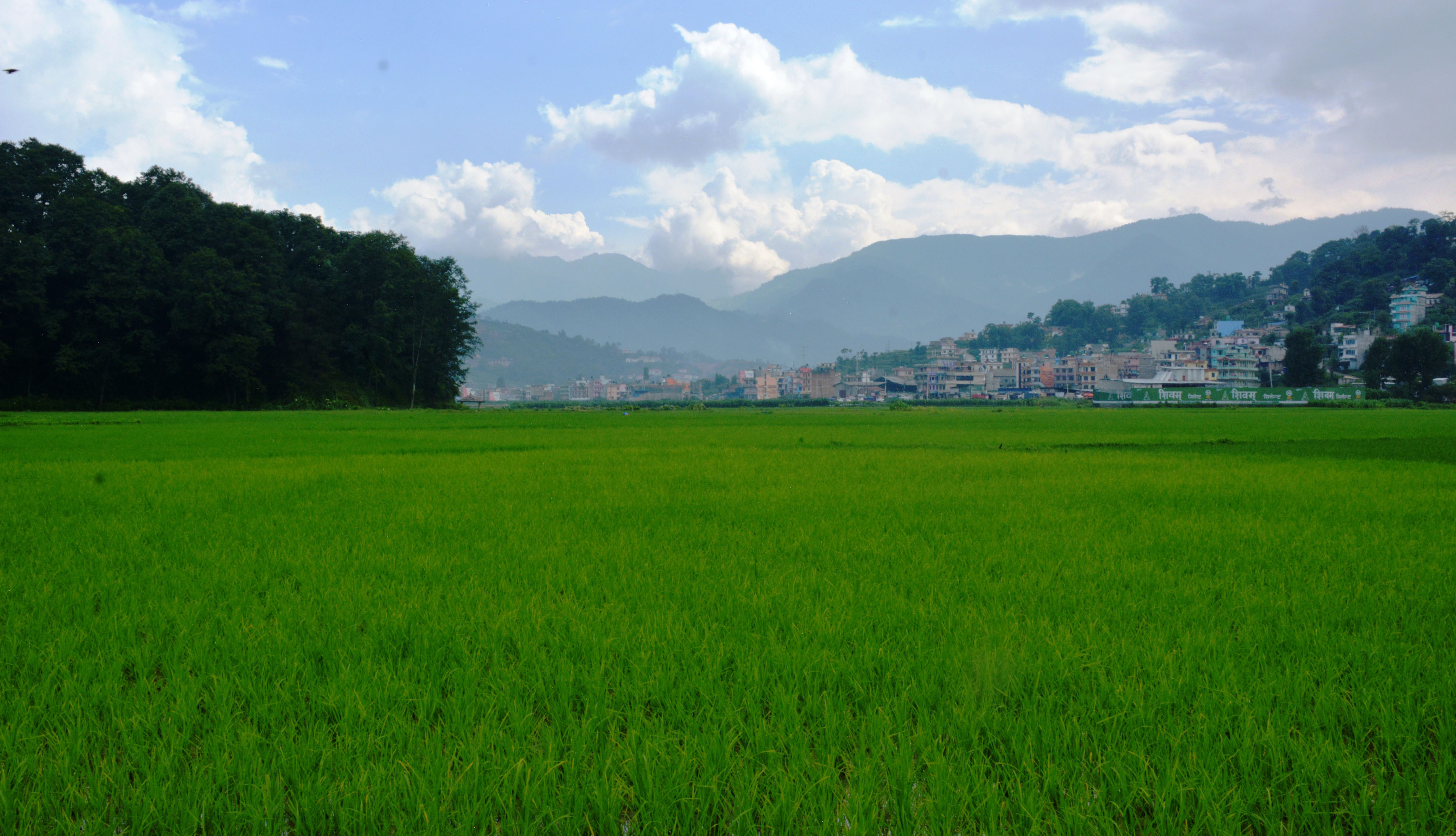 धान खेतको हरियाली