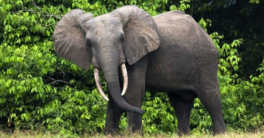 जङ्गली हात्तीले क्षति पुर्‍याउने क्षेत्रमा स्वचालित सडकबत्ती जडान