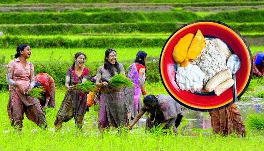 असार १५ गते मनाइने धान दिवस आज खेतमा काम गरी दही चिउरा खाएर मनाइँदै