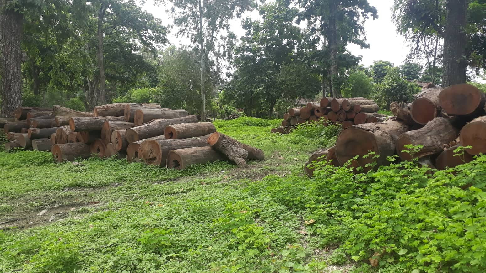 सामुदायिक वनका पदाधिकारी नै वन फडानीमा संलग्न