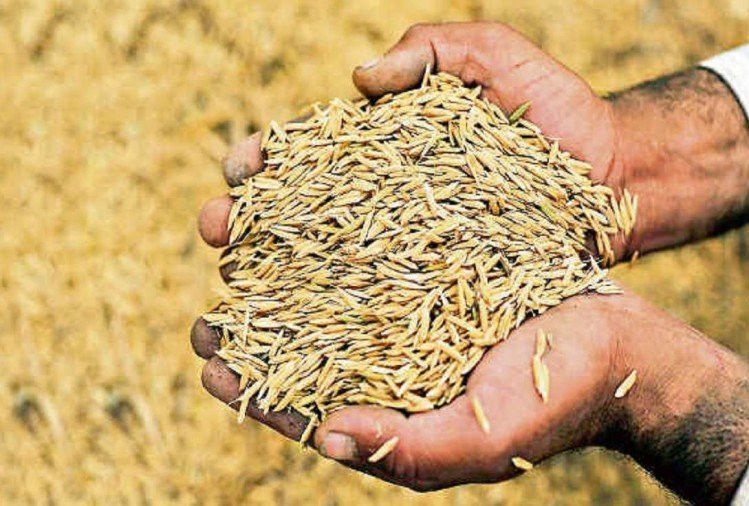 चैते धानको न्यूनतम समर्थन मूल्य तोके पनि मूल्य पाउन नसकेको किसानको गुनासो