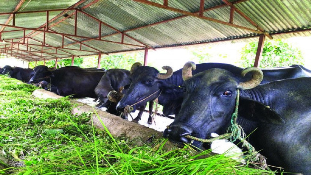 विदेशबाट फर्केर पशुपालनः मासिक डेढ लाख आम्दानी