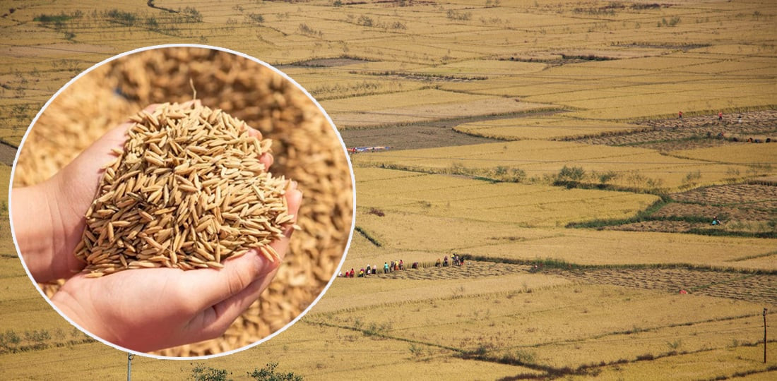 मधेस प्रदेशमा धान उत्पादन बढ्यो