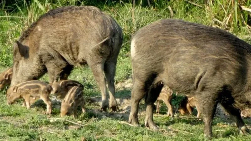 बँदेलले मकैबाली खाँदा किसान चिन्तित