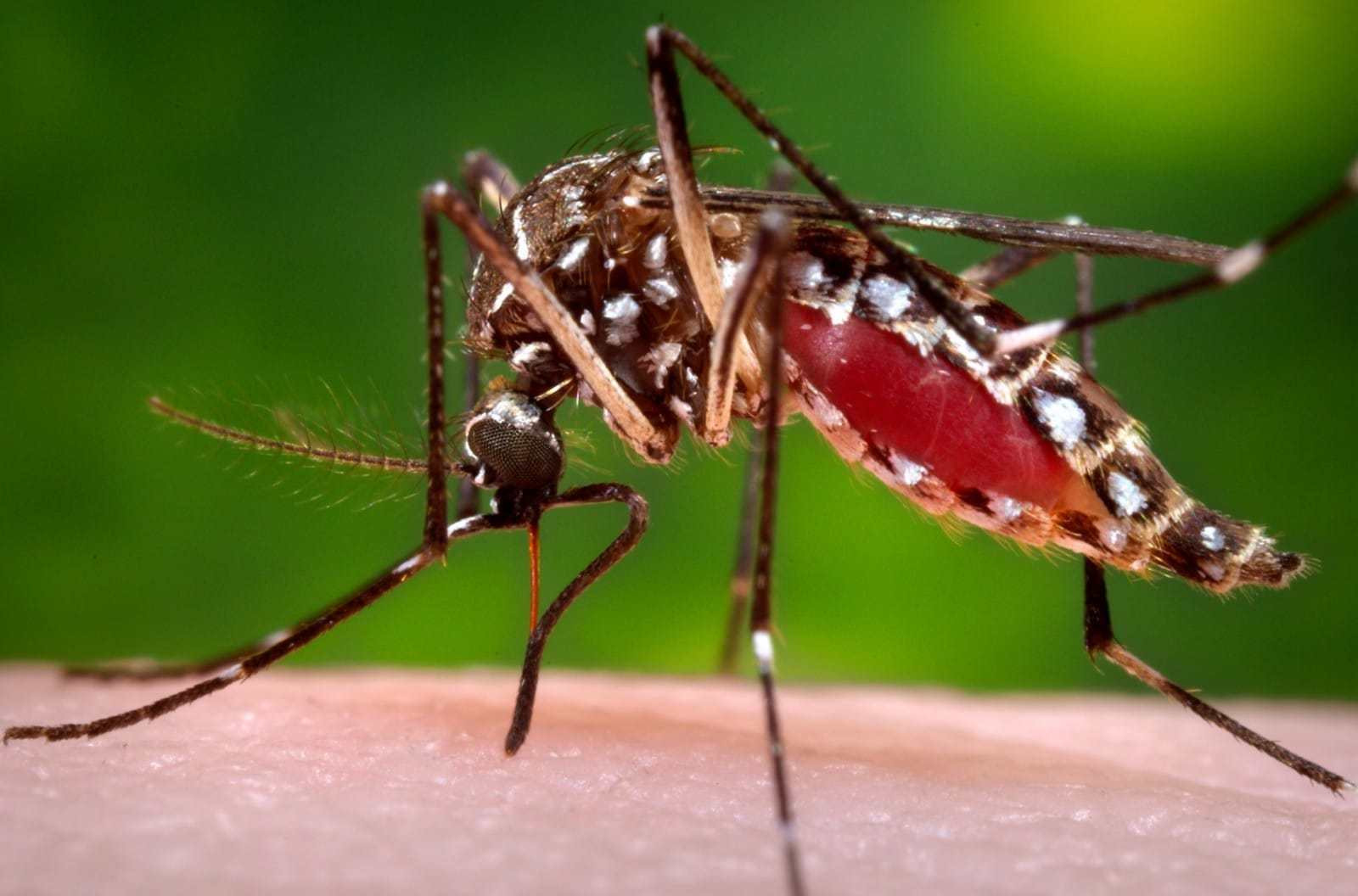 वागमती प्रदेशमा चालु आवमा डेङ्गु रोगबाट २७ जनाको मृत्यु