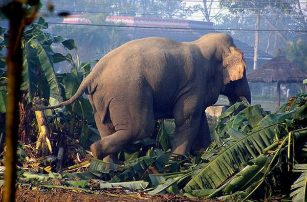 झापामा हात्ती आक्रमणमा ज्यान गुमाउने बर्सेनि बढ्दै