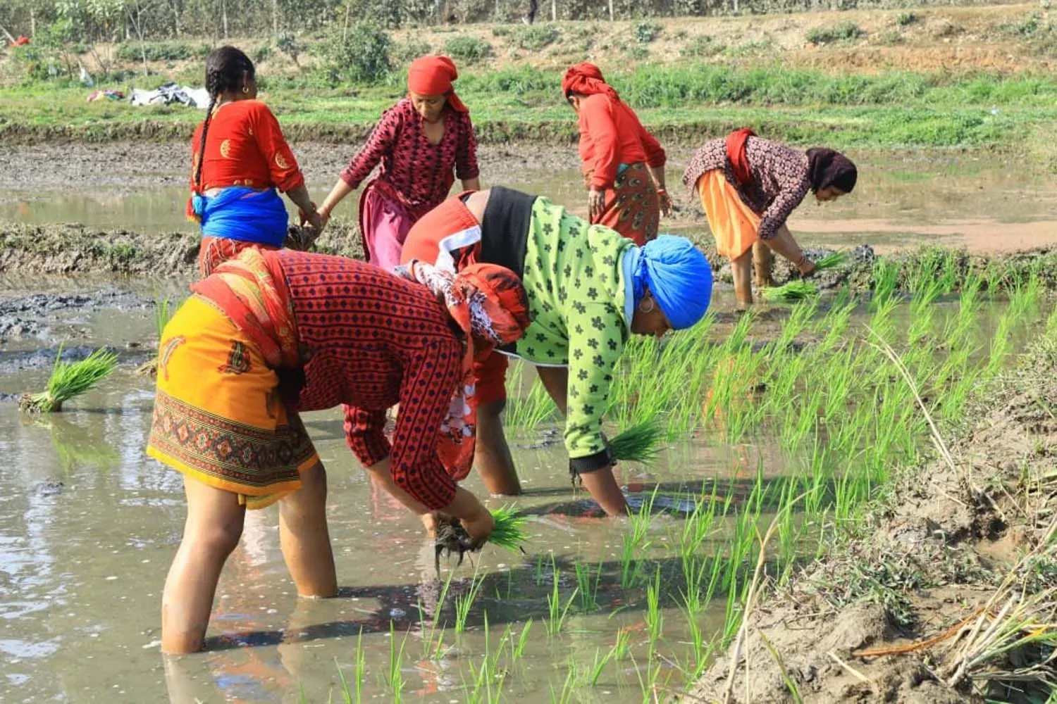 रोपाइँको क्षेत्रफल बर्सेनि घट्दै