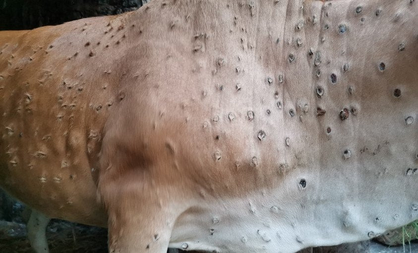 अझै नियन्त्रणमा आएन ‘लम्पी स्किन’