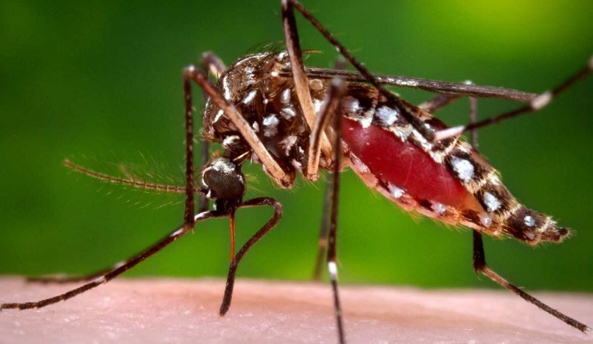 डेंगु संक्रमण बढेपछि पर्वत अस्पतालमा शय्या अभाव