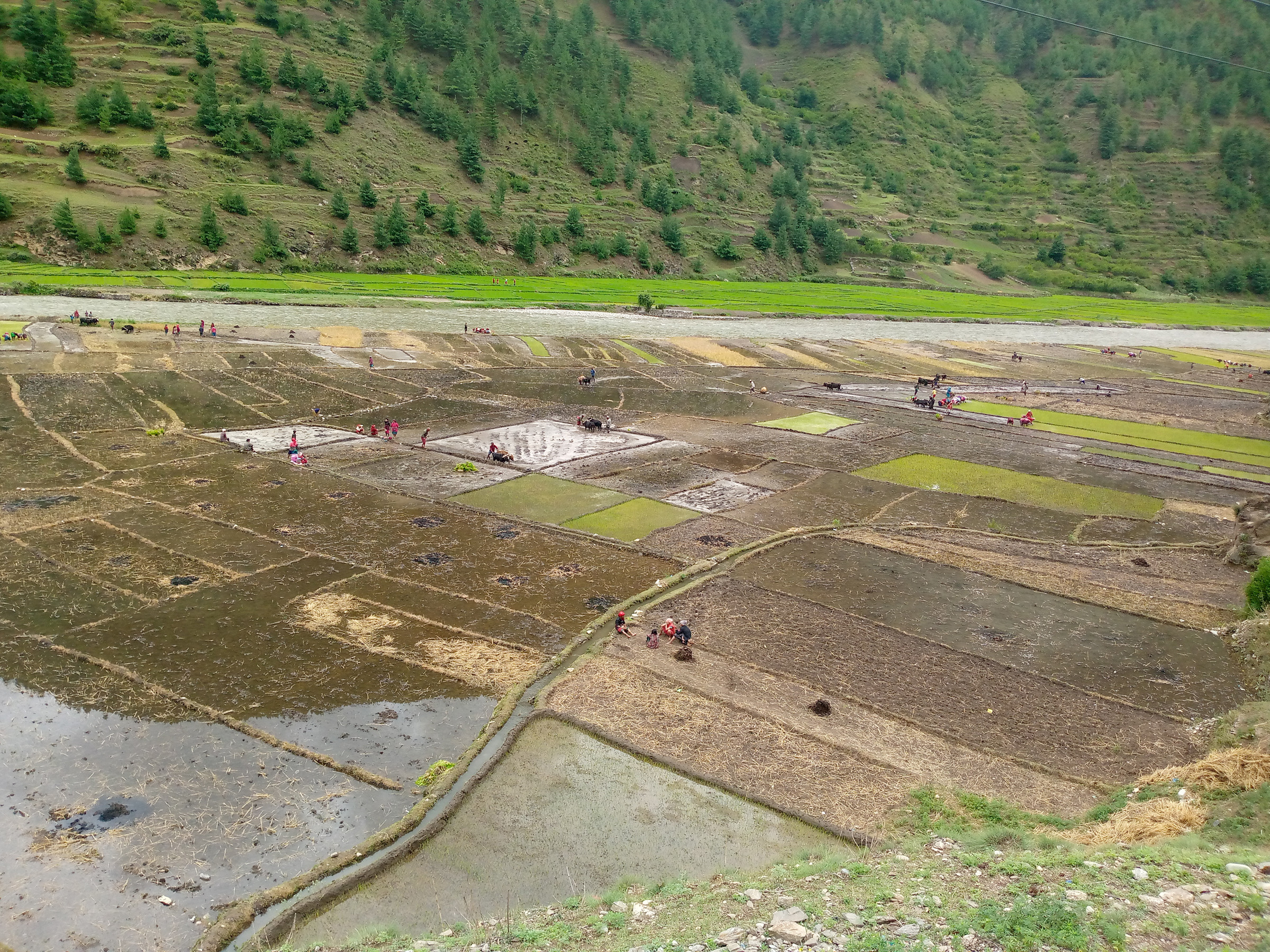 मधेस प्रदेशमा नौ प्रतिशत मात्र धान रोपाइँ
