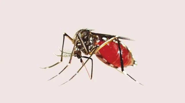 बाँकेमा डेङ्गुको सङ्क्रमण बढ्यो