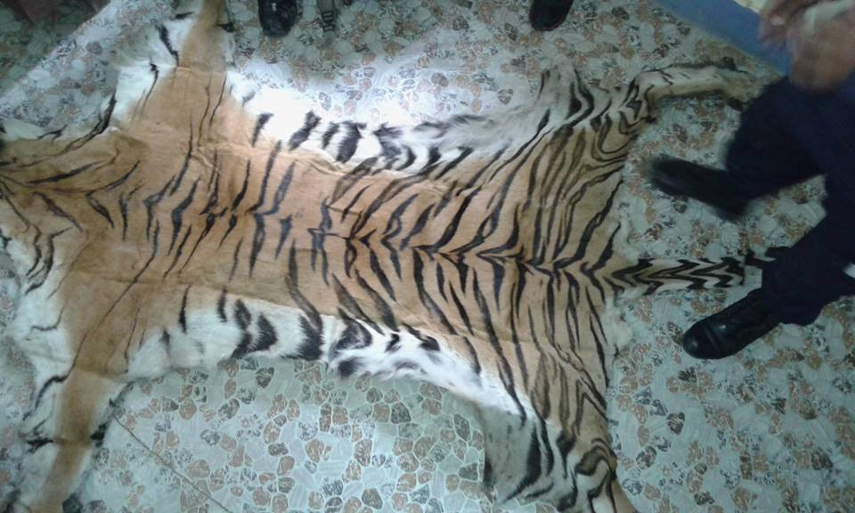 बाघको छाला र हड्डीसहित पक्राउ