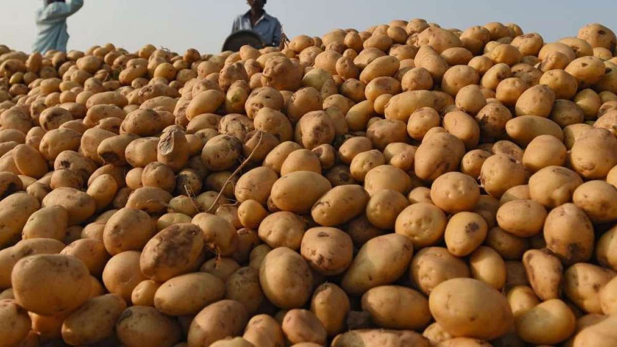 आलु महोत्सवमा पाँच करोडको आलु बिक्री