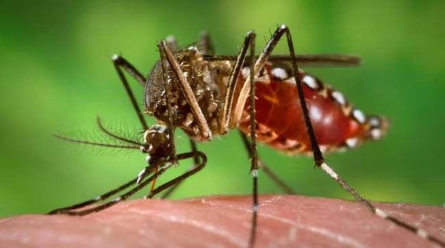 एक सातामै डेंगीबाट सुदूरपश्चिममा दुईकाे मृत्यु