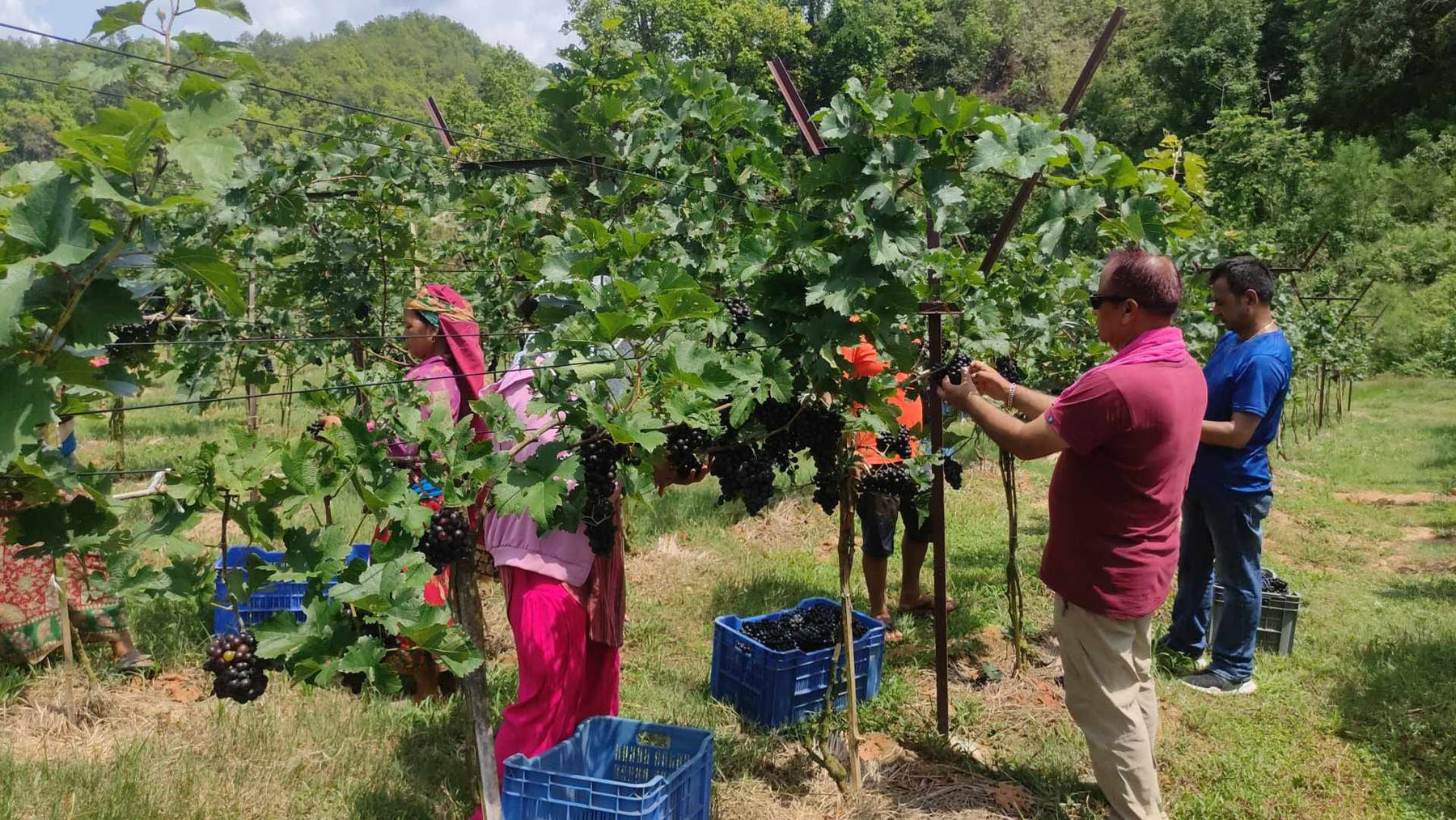 अङ्गुर टिप्दै
