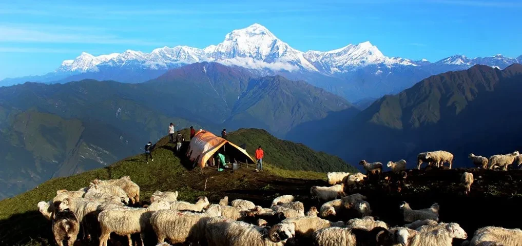 लेक चड्न थाले भेडी गोठ