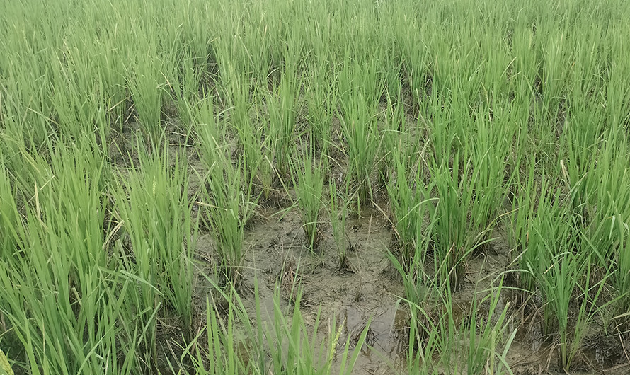 धान बालीमा रोगको सङ्क्रमण फैलिएपछि किसान चिन्तित