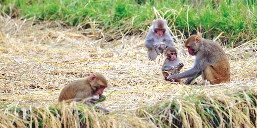 बाँदर आतङ्कले किसान हैरानीः कुरुवा बस्दै बित्छ दिन