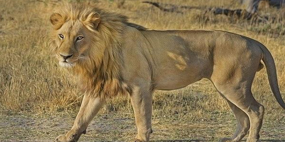 रेलको ठक्करबाट दुर्लभ प्रजातिको सिंह मारियो