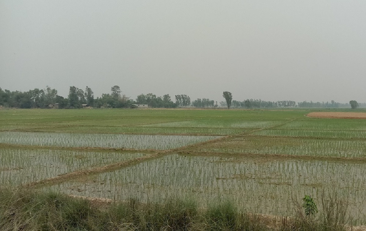 पानी नपरेपछि किसानलाई रोपो जोगाउन चिन्ता