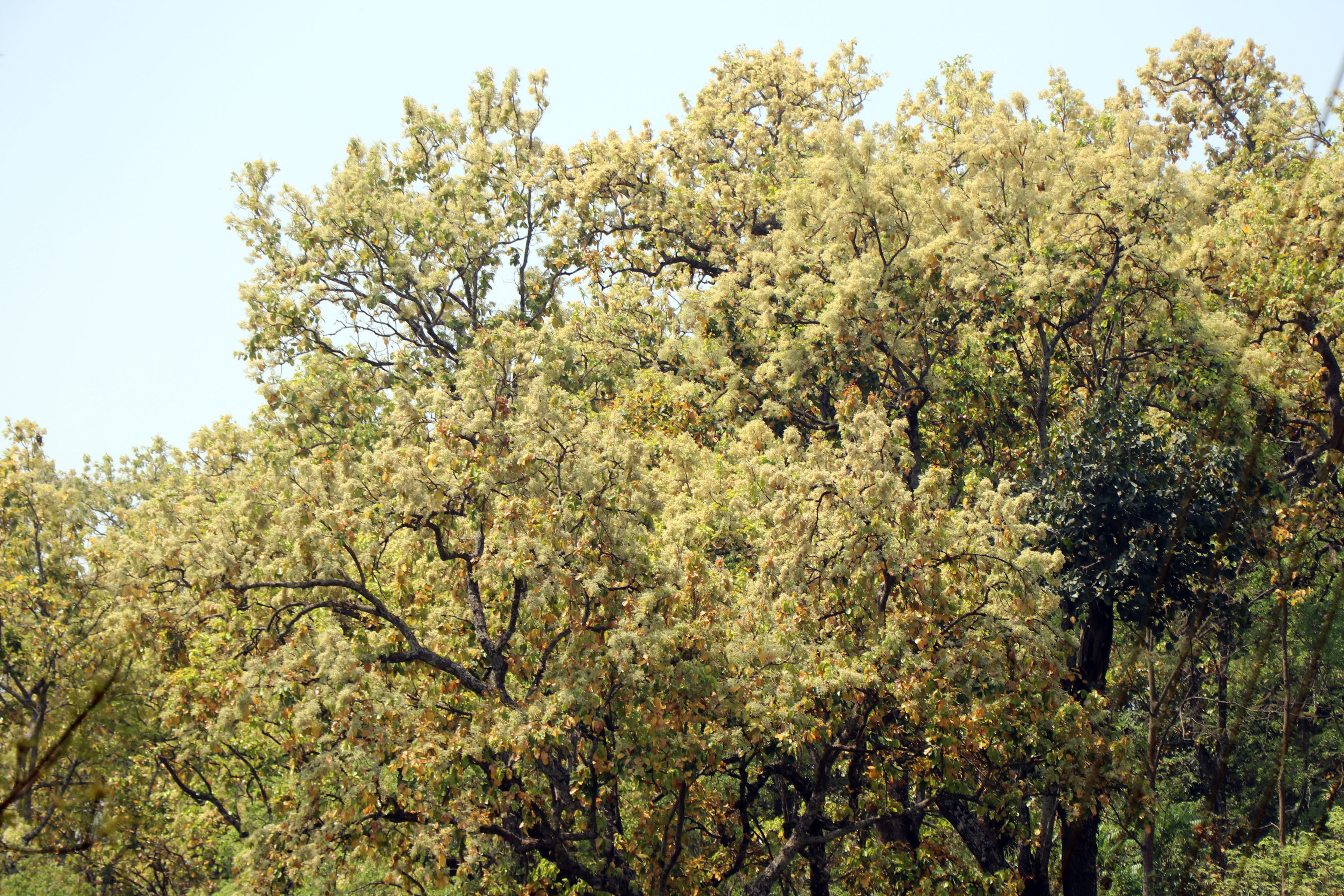 ढकमक्क फुलेको साल