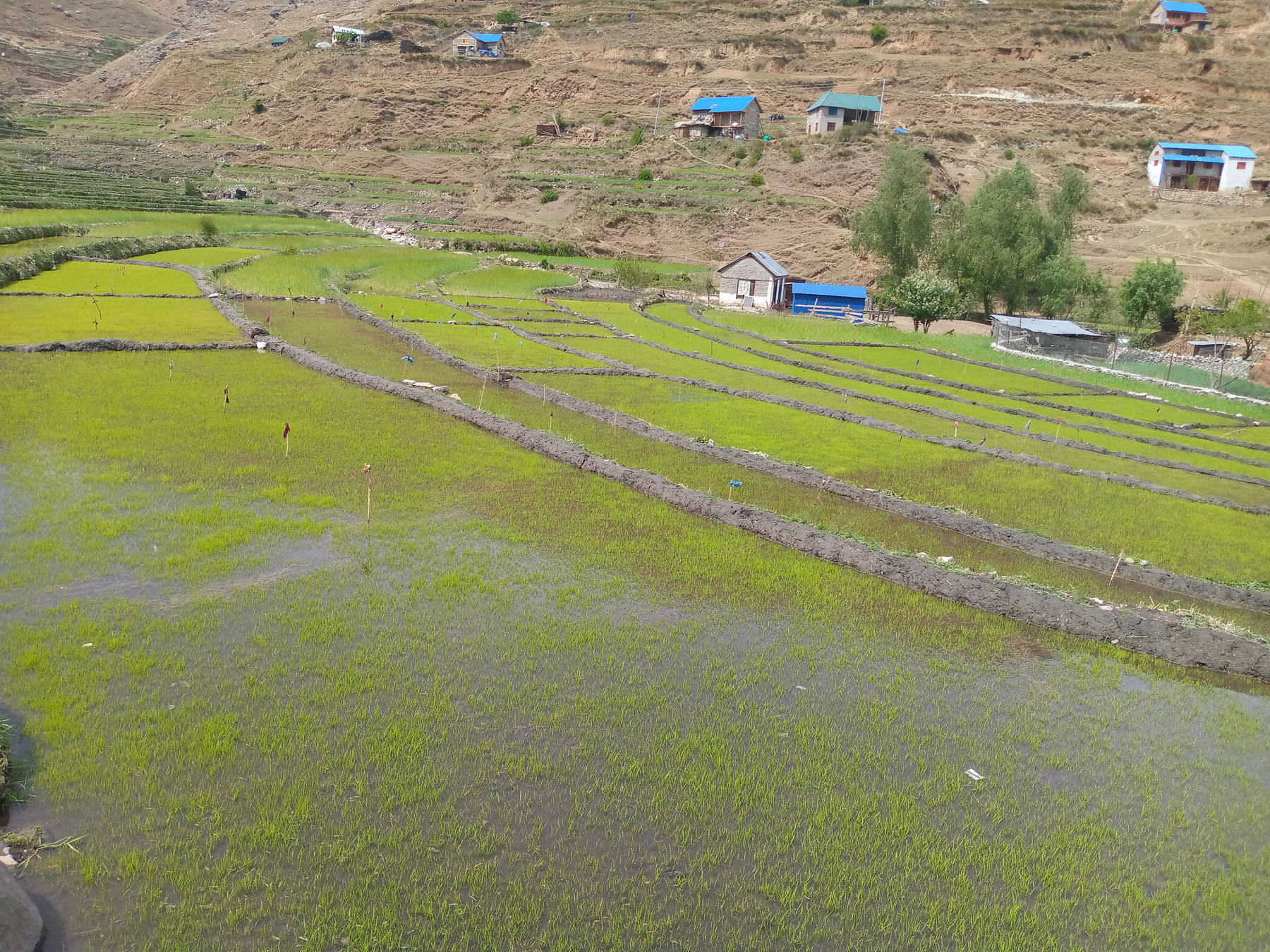 कालीमार्सी धानको बीउ