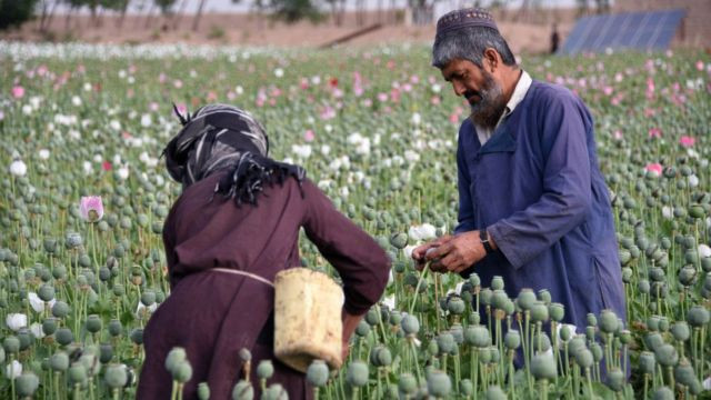 दक्षिण अफगानिस्तानमा  अफिम फार्म नष्ट