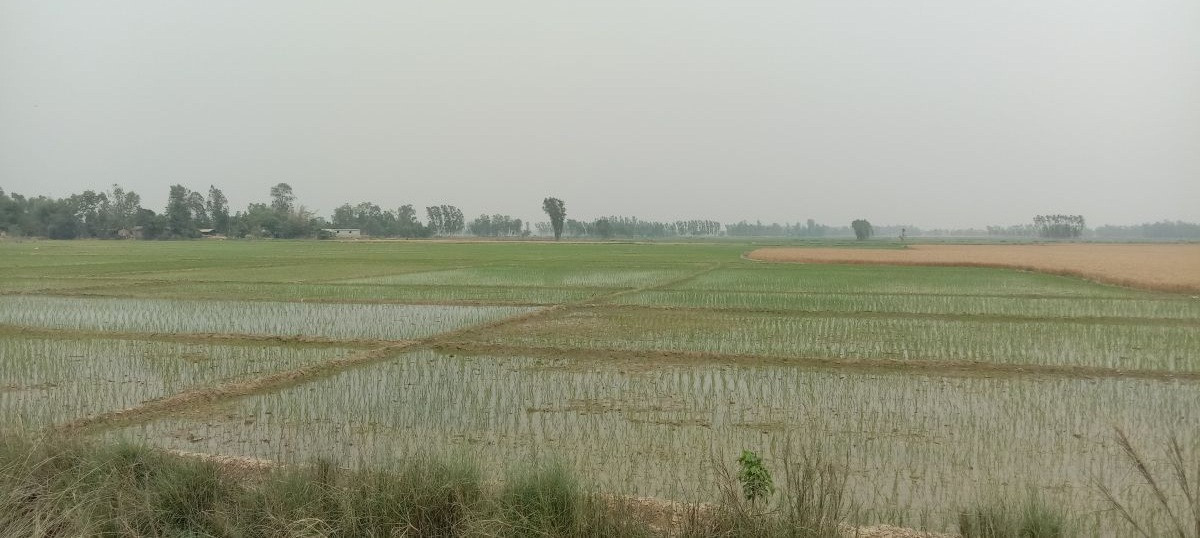 चैते धान खेतीप्रति किसानको आकर्षण