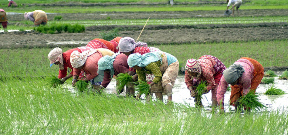 पनौतीमा हिलेजात्राः  जात्रा सकिएपछि मात्र रोपाइँ