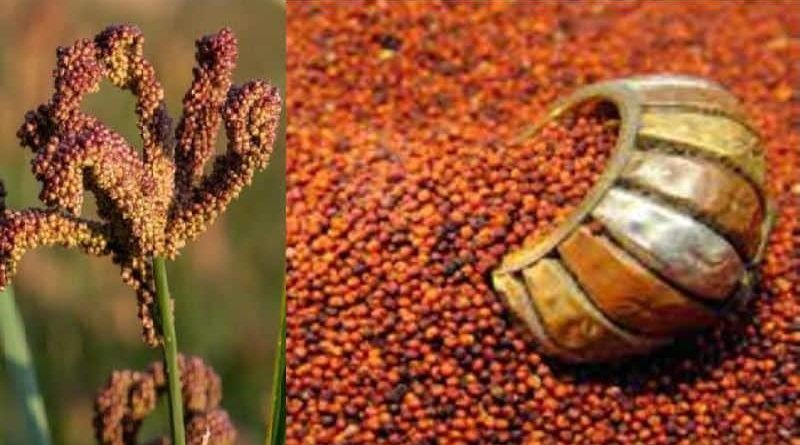 एकाउन्न करोडको कोदो भारतबाटआयात