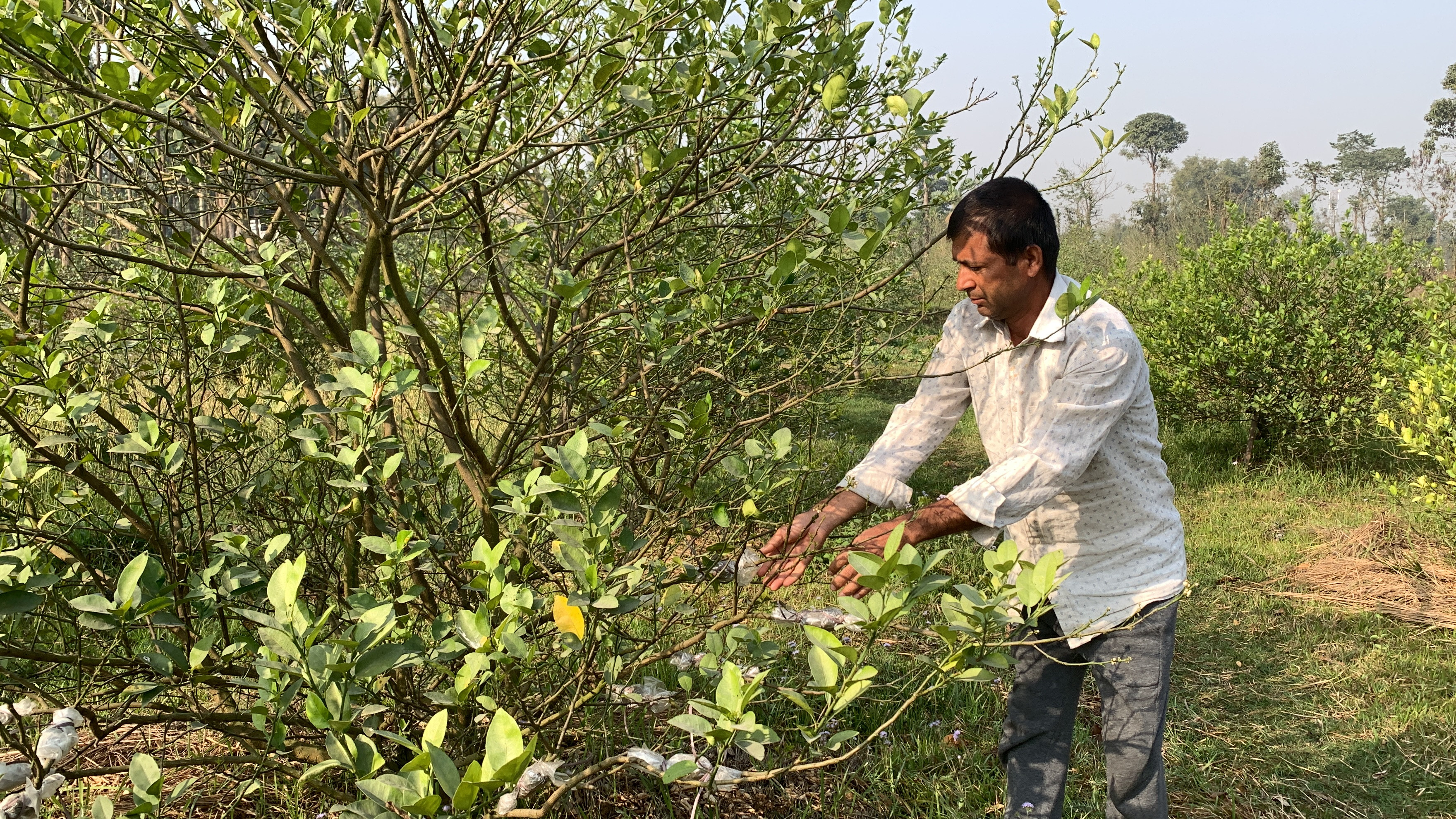 कागती खेतीबाट २० लाख आम्दानी