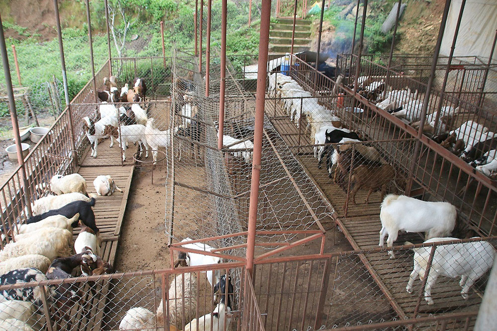 वैदेशिक रोजगारी छाडेर स्वदेशमा बाख्रापालन, मनग्य आम्दानी