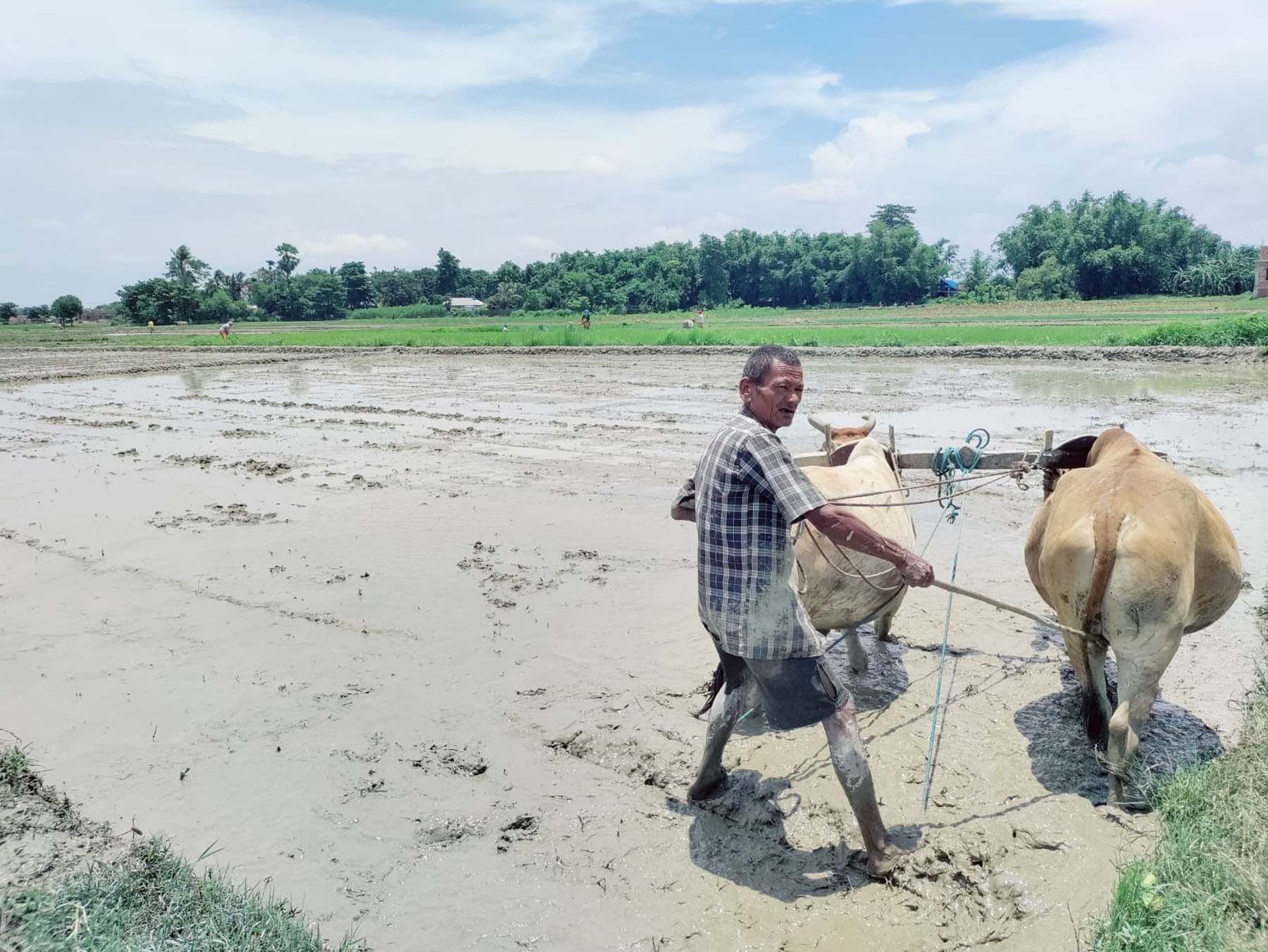 असार सकिन लाग्दा पनि कर्णालीमा ६० प्रतिशतमात्र  रोपाइँ