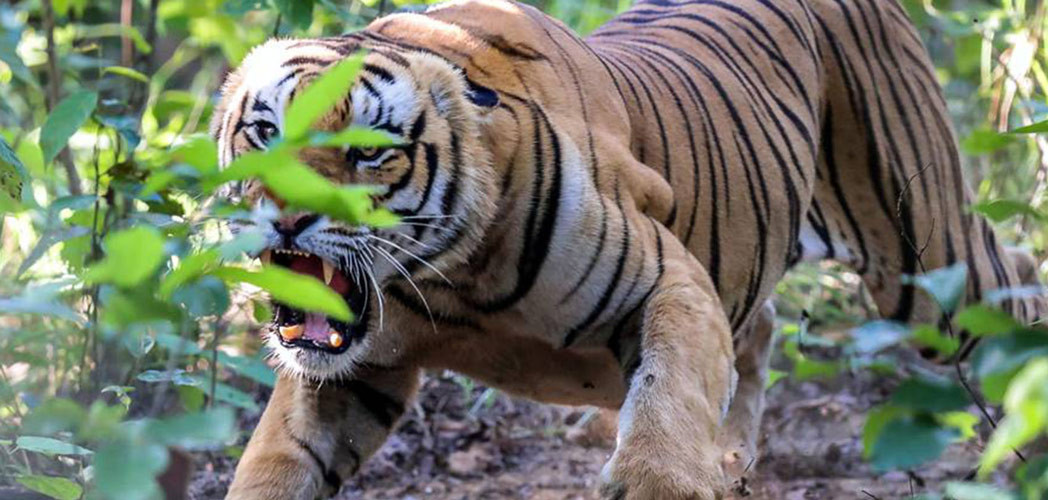 बाघको आक्रमणबाट तीन जना घाइते