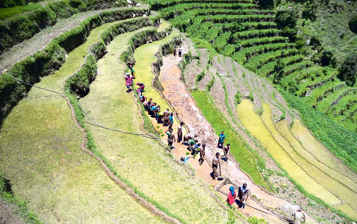 वर्षा नहुँदा पर्साको रोपाइँ ३५ प्रतिशत मात्र