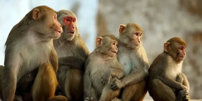 श्रीलङ्काबाट एक लाख बाँदर विदेश निर्यात गर्ने सरकारको योजनाको अधिकारकर्मीद्वारा कडा बिरोध
