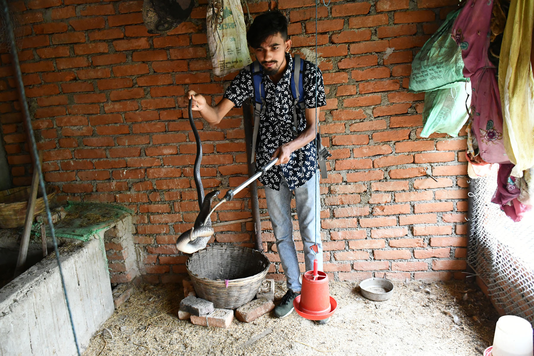गोमन सर्पको उद्धार