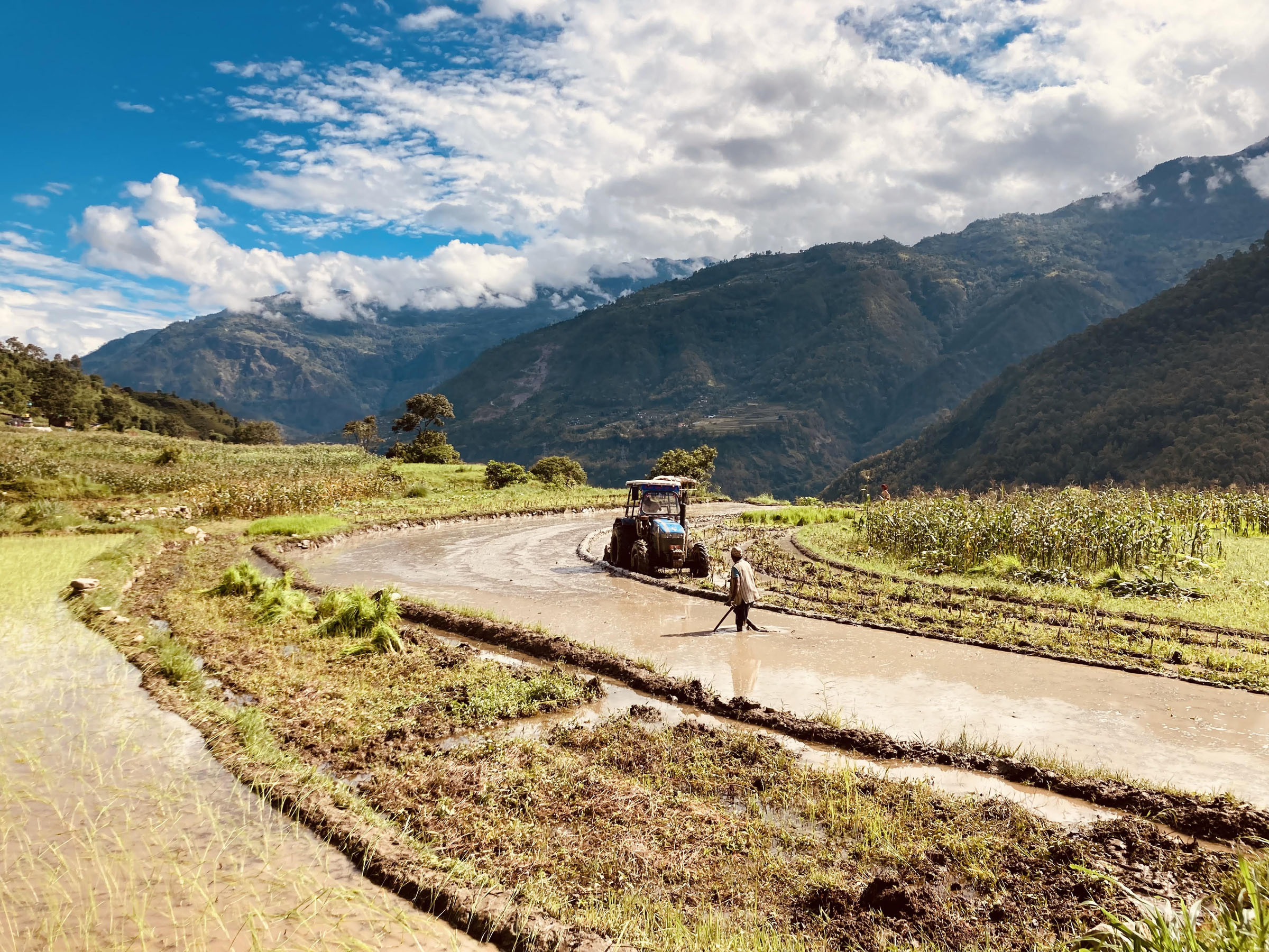 पोखरामा ६० प्रतिशत रोपाइँ