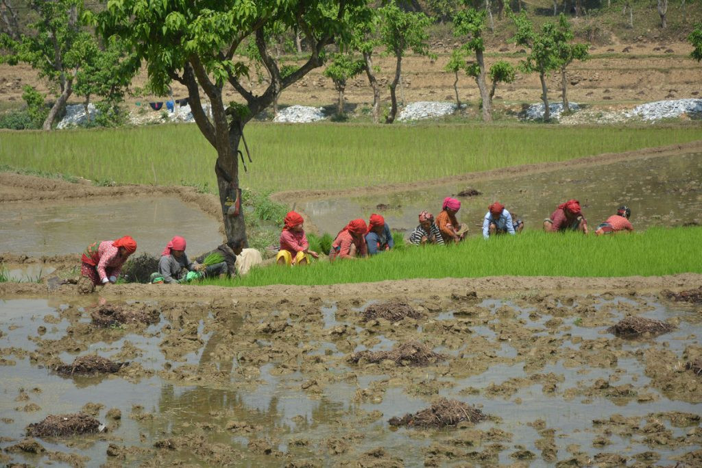 नवलपुरका कृषक चैतेधान खेतीतर्फ आकर्षित