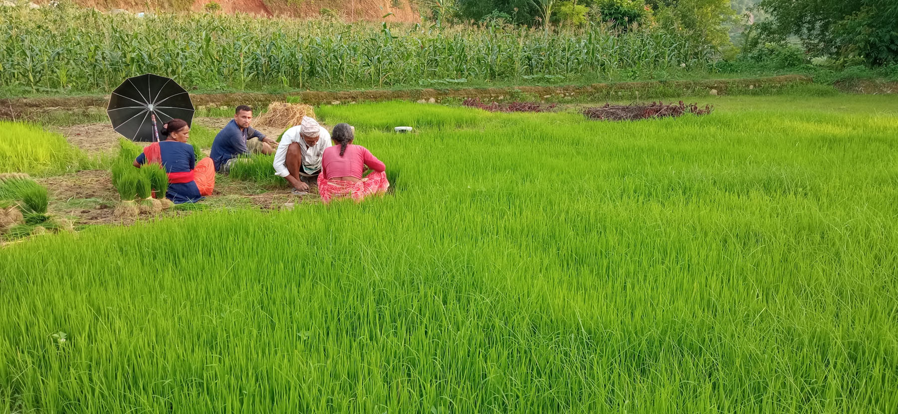 रोपाइँका लागि वीउ उखेल्दै किसान