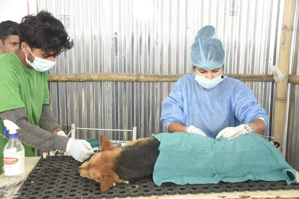 काठमाडौं महागरले गर्यो १२० दिनमा ४९३८ सामुदायिक कुकुर तथा बिरालो बन्ध्याकरण